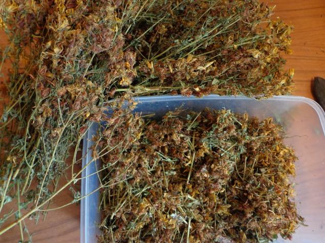 Настоянка звіробою: рецепти приготування в домашніх умовах спиртового цілющого продукту на горілку, самогон та спирту та інструкція по застосуванню